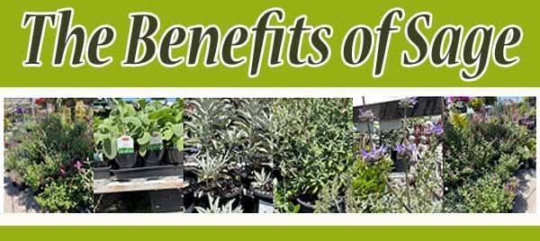 The benefits of sage in a plant nursery near me.