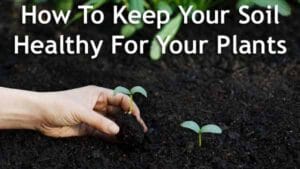 How to keep your soil healthy for your plants at the best nursery near me.