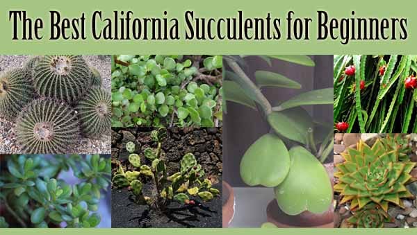 The best California succulents for beginners available at a nearby nursery.