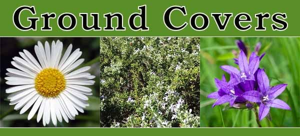 The book cover featuring "ground covers" is perfect for those looking for a garden center or plant nursery nearby.
