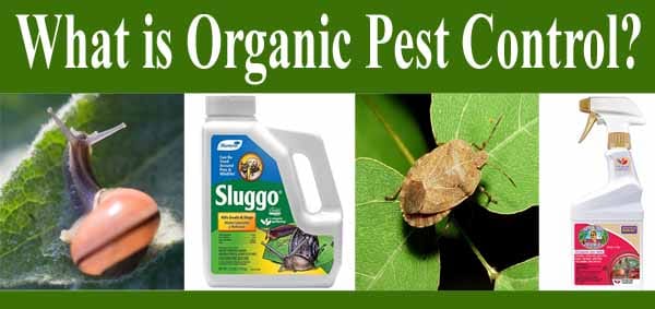 What is organic pest control and where can I find the best plant nursery near me?