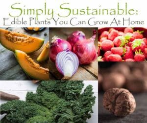 Simply sustainable edible plants you can grow at home from a plant nursery near me.