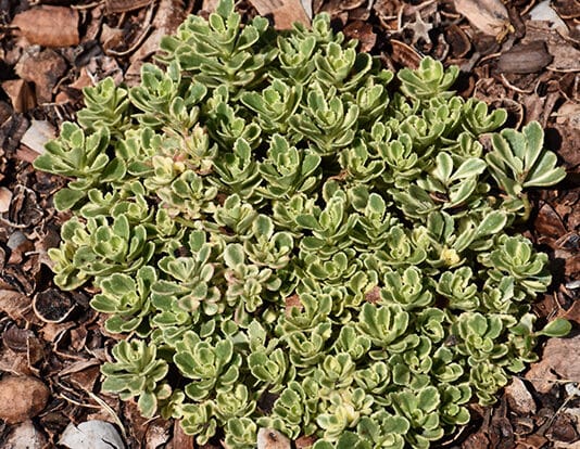 sedum sedum