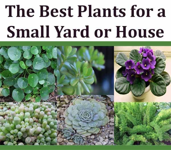 The best nursery with plants for a small yard or house.