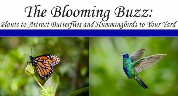 Find the best plant nursery near me for blooming buzz plants to attract butterflies and hummingbirds to your yard.