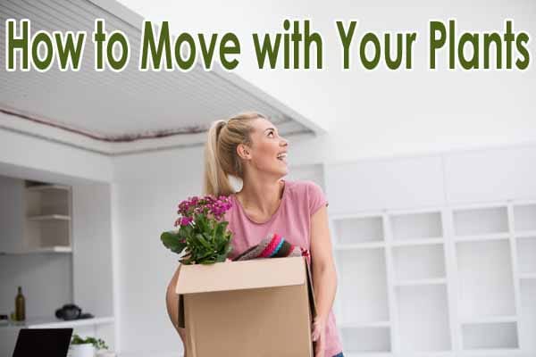 How to transport plants from the best plant nursery near me.