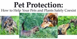 Pet protection tips for keeping your plants and animals safe.