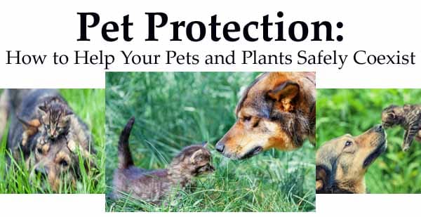 Pet protection tips for keeping your plants and animals safe.