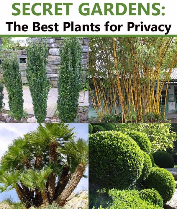Secret gardens featuring the best plants for privacy can be found at the best nursery near me.