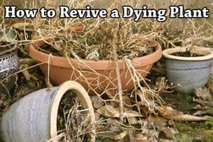 Tips to revive a dying plant.