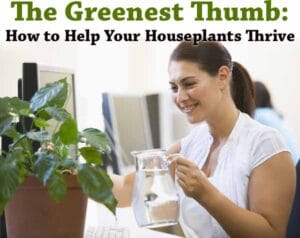 How to help your houseplants thrive with the best nursery near me.