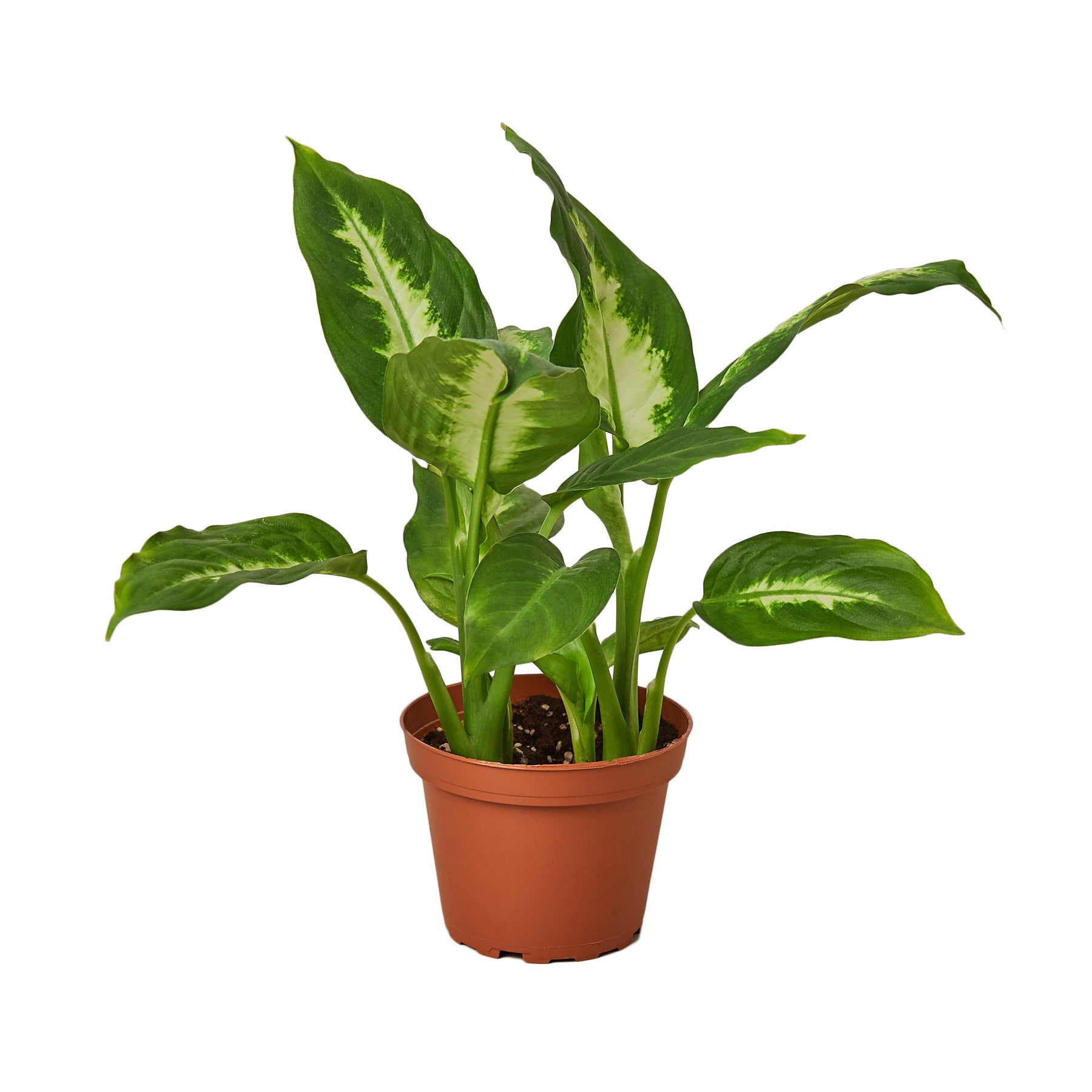 A plant in a pot on a white background, available at the best garden nursery near me.