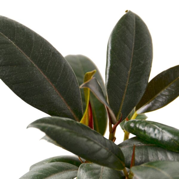 A potted plant with green leaves on a white background, available at a nearby nursery.