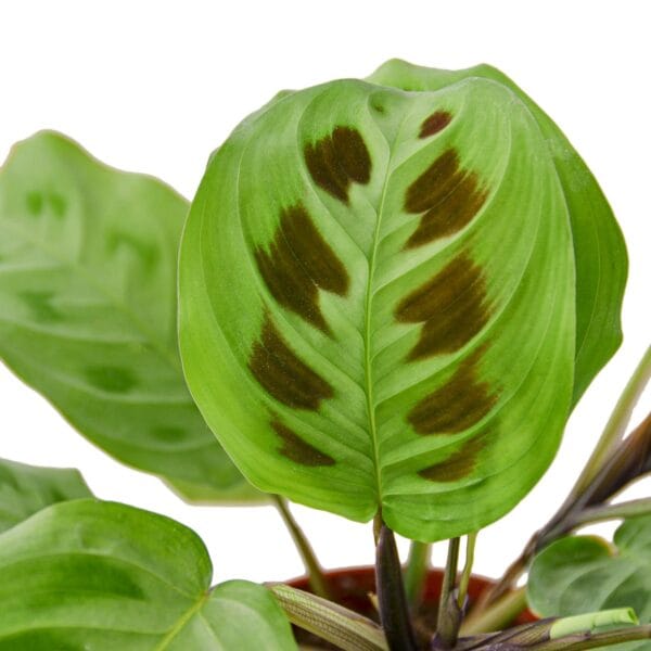 A green plant in a pot on a white background, available at one of the best garden centers near me.