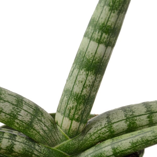 A close up of a green and white aloe plant at a plant nursery near me.