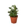 A small plant in a pot on a white background, perfect for the best garden nursery near me.