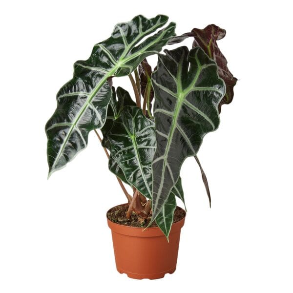 A plant with large leaves in a pot on a white background at the best plant nursery near me.