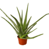 Aloe vera plant in a pot on a white background, available at the best garden nursery near me.