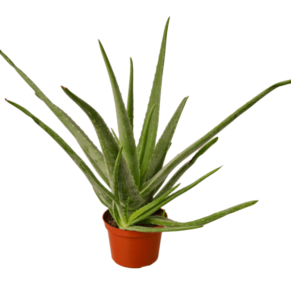 Aloe vera plant in a pot on a white background, available at the best garden nursery near me.
