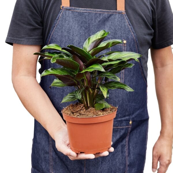 A man in a blue apron holding a potted plant at the best plant nursery near me.