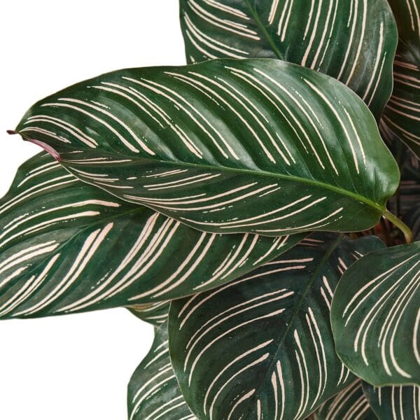 A plant with striped leaves on a white background, available at the best plant nursery near me.