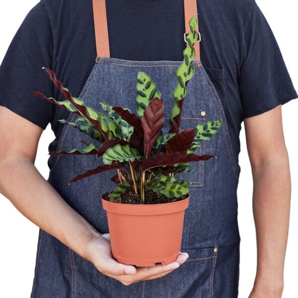 A man holding a plant from a top nursery in his pot.