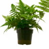 Fern plant in a black pot at a garden center near me.
