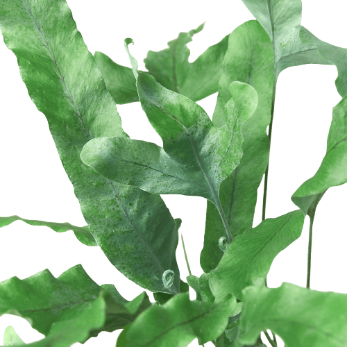 A green-leafed plant on a black background.