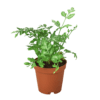 A small plant in a pot displayed against a black background at the best local nursery near me.