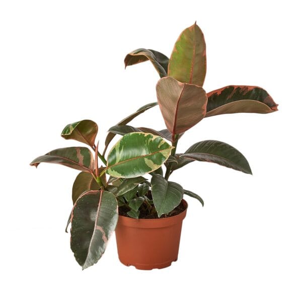 A colorful potted plant with vibrant red and green leaves available at a nearby nursery.