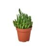 A succulent plant in a pot on a white background from one of the best plant nurseries near me.