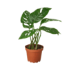 A monstera plant in a pot on a table at a garden center near me.