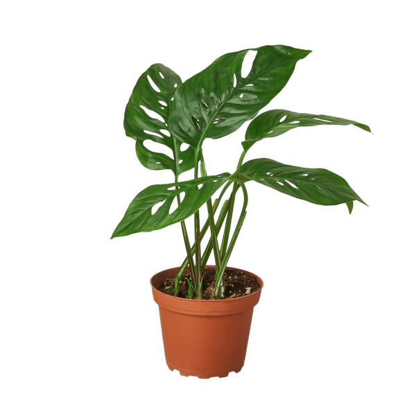 A monstera plant in a pot on a table at a plant nursery.