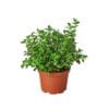 A small potted plant on a white background available at a nearby nursery.
