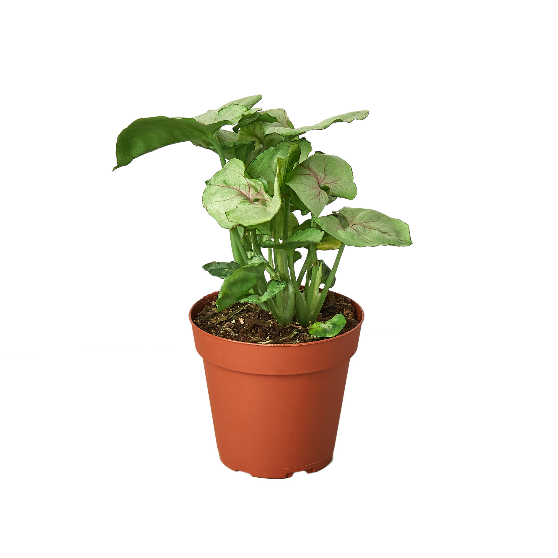 A potted plant on a table in the best plant nursery near me.