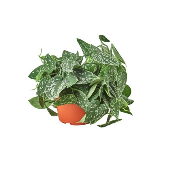A plant in an orange pot on a white background available at the best nursery near me.