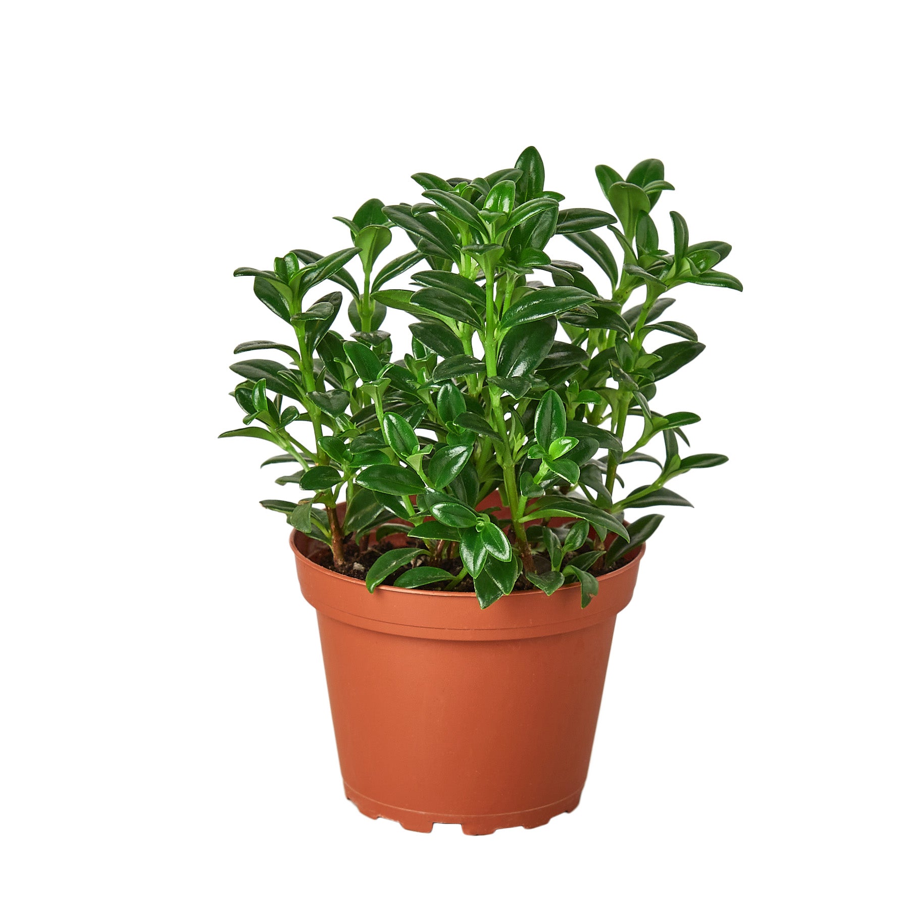 A small plant in a pot on a white background from the best nursery near me.