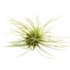A small air plant on a white background available at a nearby nursery.