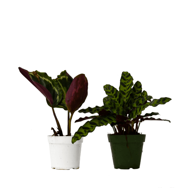 Two potted plants on a white background in the best garden center near me.
