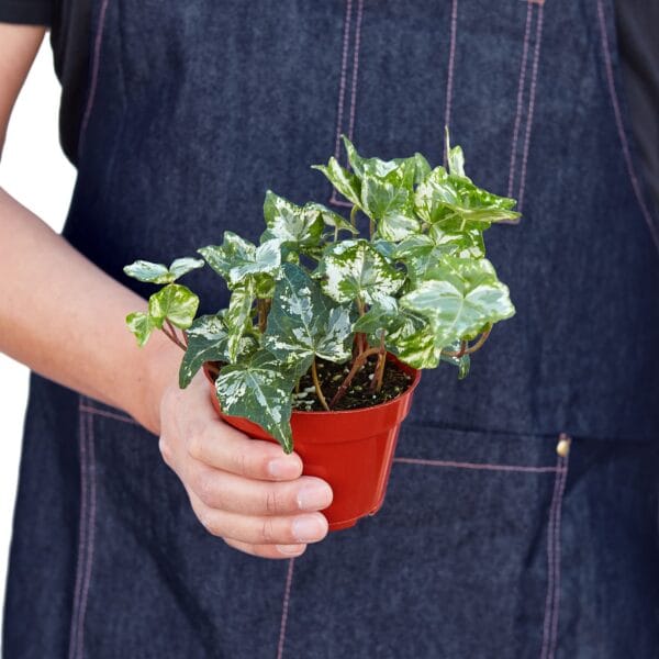 A man in an apron holding a potted ivy plant at one of the top plant nurseries near me.