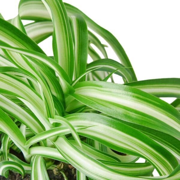 A green and white plant in a pot displayed against a white background at a garden center.