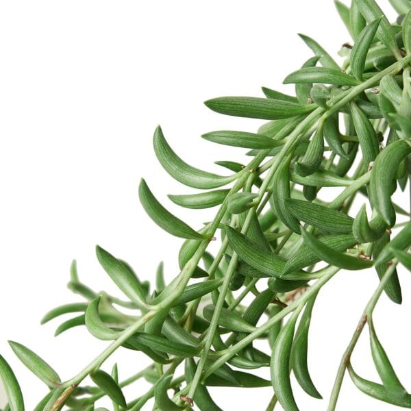 Green leaves on a white background.