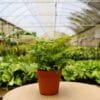 A potted plant sits in a greenhouse.
