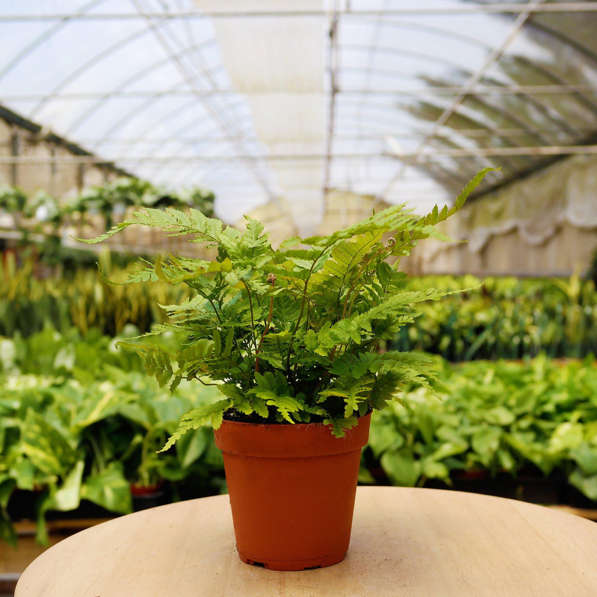 A potted plant sits in a greenhouse.