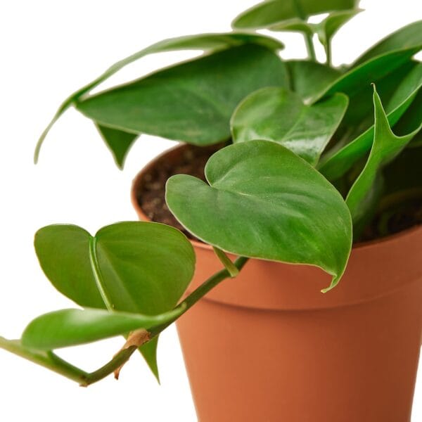 A plant in a pot on a white background at a garden center.