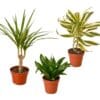 Three plants in pots on a white background at the best plant nursery near me.