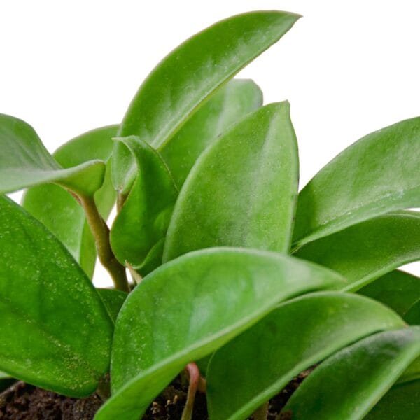 A green plant in a pot on a white background at the best garden center near me.