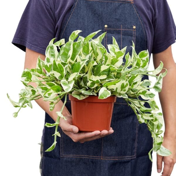 A man in an apron tending to a potted plant at a plant nursery near me.