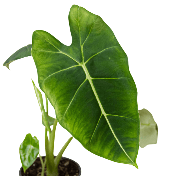 A plant with large leaves in a pot against a white background, available at the best garden nursery near me.