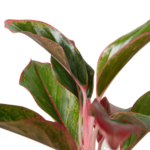 A plant with red and green leaves on a white background, available at a top plant nursery near me.